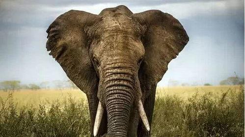 国产大象老人视频吧  第2张