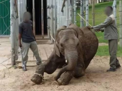 国产大象老人视频吧  第3张